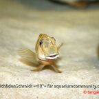 Eretmodus Bulu Point