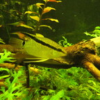 Mesonauta insignis