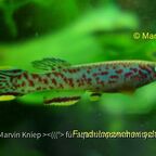 Fundulopanchax scheeli