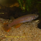 Laimosemion rectocaudatus "CIR 2020"