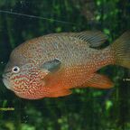 Lepomis megalotis