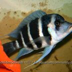 Cyphotiapia giberrosa blue Zaire moba WF
