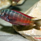 Tropheus moorii moliro