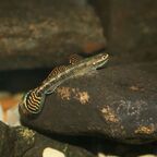 Stiphodon spec.