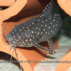Synodontis angelicus