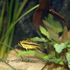 Apistogramma cacatuoides Weibchen