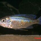 Cyathopharynx foai Kabogo