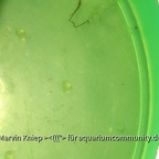 Eier von Scriptaphyosemion geryi