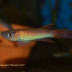 Epiplatys aff. infrafasciatus "Makondo 2017"