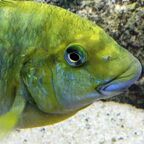 Petrochromis macrognathus