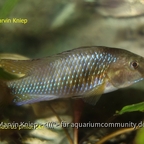 Pseudocrenilabrus philander