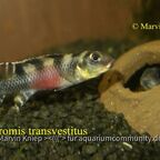 Nanochromis transvestitus