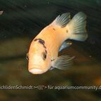 Metriaclima estherae OB