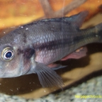 Harpagochromis sp. Orange Rock Hunter