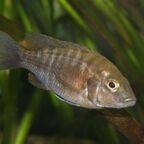 Aulonocara jacobfreibergi Weibchen