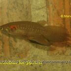 Pterolebias longipinnis