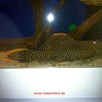 Leopard-Kaktuswels.