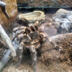 Acanthoscurria geniculata
