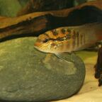 Bujurquina vittata