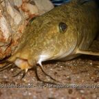 Auchenoglanis tanganicanus