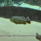 Cichla