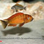 Tropheus Golden Kazumba