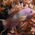Anthias anthias