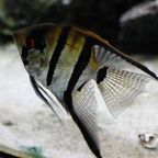 Pterophyllum​ scalare