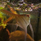 Wundheilung bei Pterophyllum durch Walnusslaub