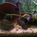 Steatocranus casuarius