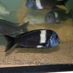 Tropheus duboisi white