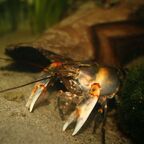 Cherax peknyi