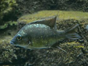 Ptychochromis