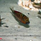 Tropheus Golden Kazumba