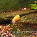 Australische Wüstengrundel - Chlamydogobius eremius
