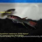 Aphyosemion castaneum "DDR Stamm"