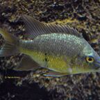 Ptychochromis