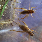 Heimchen - Acheta domesticus