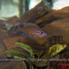 Paracyprichromis nigripinnis Blue Neon