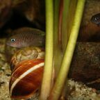 Neolamprologus multifasciatus