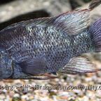 Ptychochromis insolitus