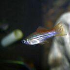 Xiphophorus helleri grün Weibchen