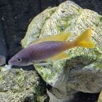 Cyprichromis sp. leptosoma Azuri Kekese