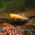 Australische Wüstengrundel - Chlamydogobius eremius