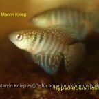 Hypsolebias hellneri