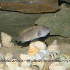Telmatochromis burgeoni
