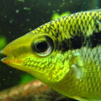 Mesonauta insignis - Portrait