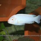 Chindongo socolofi Albino