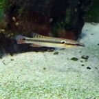 Crenicichla zebrina