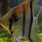 Pterophyllum scalare mit Maske
